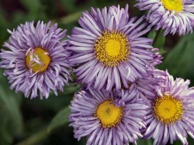 040710 Dasies