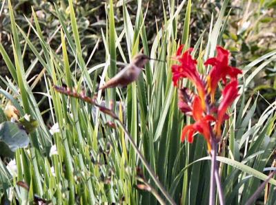 040712 Humming Bird