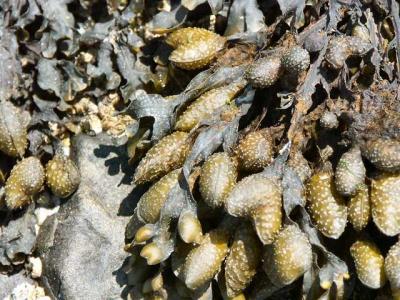 040710 Seaweed