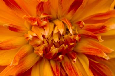 0401006 Dahlia