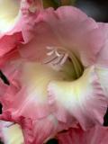 040704 Gladiola