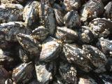 040705 A Few Clams