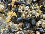040705 Clams For Dinner