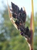 040709 Pond Plant