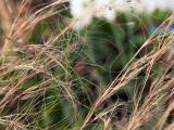 040709 Feather Grass
