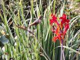 040712 Humming Bird