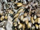 040710 Seaweed