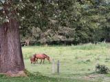 040712 Mare And Colt