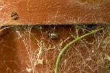 0401007 Insect