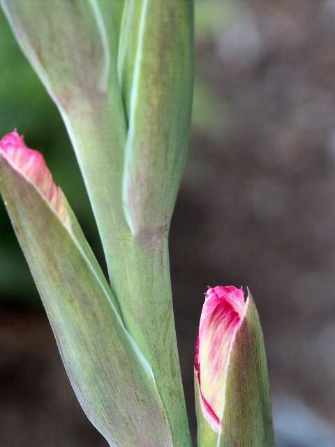 040708 Starting To Bloom