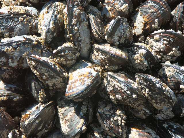 040705 A Few Clams