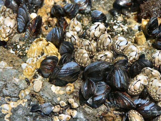 040705 Clams For Dinner