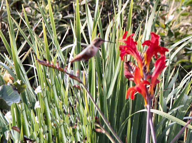 040712 Humming Bird