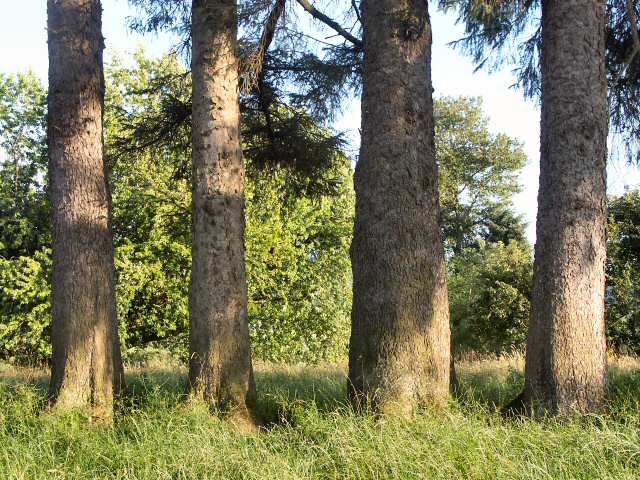 040712 Trees Of Memories