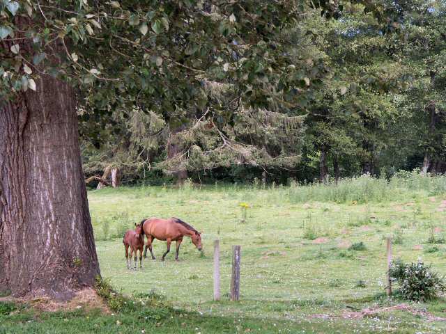 040712 Mare And Colt