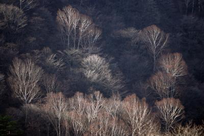 white birch@park at Mt. Akagi in japan (ԏR̔j