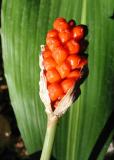 seed pod