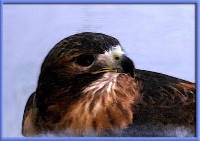 Hawk + PS    8574