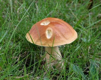 Mushroom     0267
