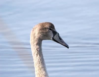 Profile     0082