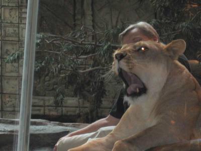 Lion.jpg