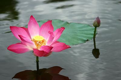 Lotus And Bud