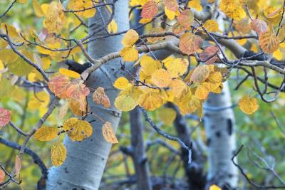 Closeup Of Aspen Leaves