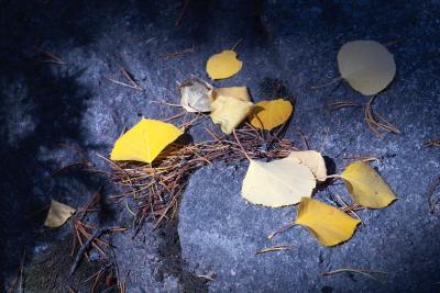 Leaves On Rock