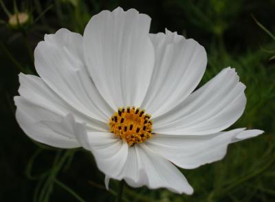 White Cosmos