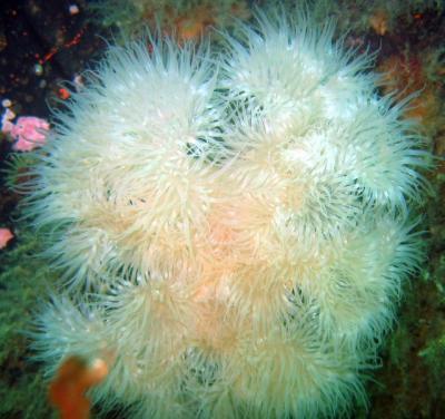 Frilled Anenome