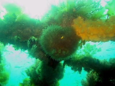 Kelp, Anenome & Sponge