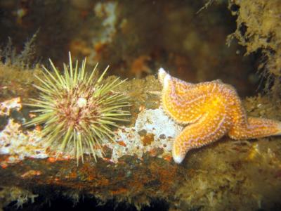Is that starfish sneaking up on the urchin?