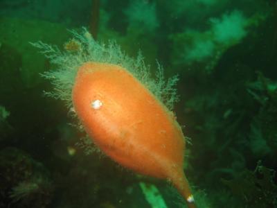 Stalked Tunicate