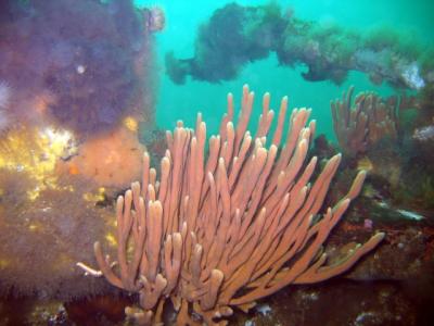 Lots of sponges