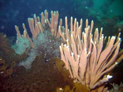 More sponges