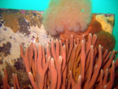 Anenome & sponge