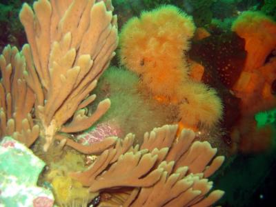 More anenomes & sponges