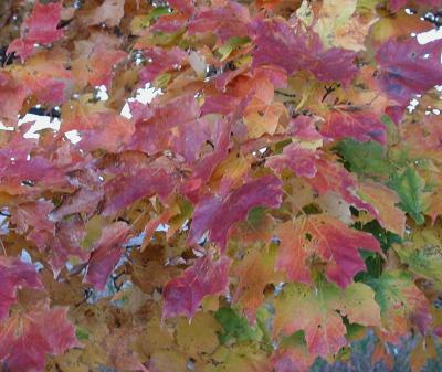 Maple Leaves1.jpg