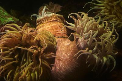 Baltimore Aquarium, Coral