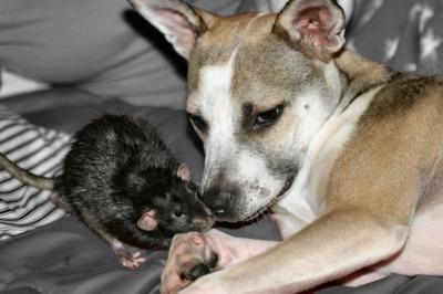 Libby  Rats -done007.jpg