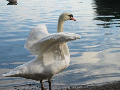 Swan at Palace of Fine Arts