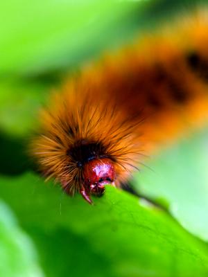 Nature's Gardener by Paul Rohal
