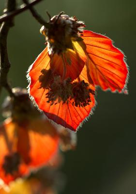 Backlit Copper beech leaves in Spring by Quentin Bargate