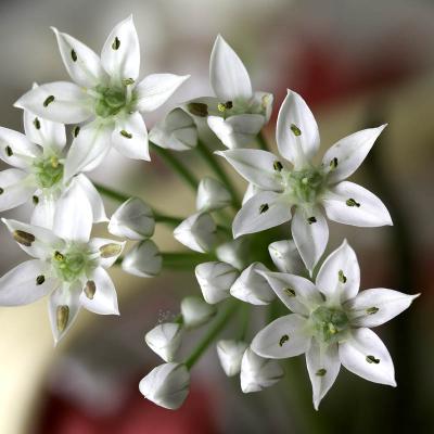Garlic Chives by Bob Cody