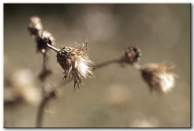 Fall