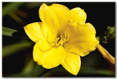 Yellow Folower