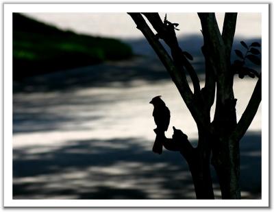 Cardinal In Silhouette