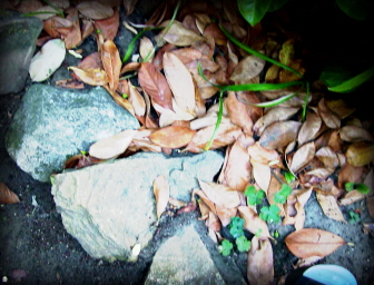 deadleaves.jpg