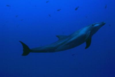 Rangiroa Dolphin