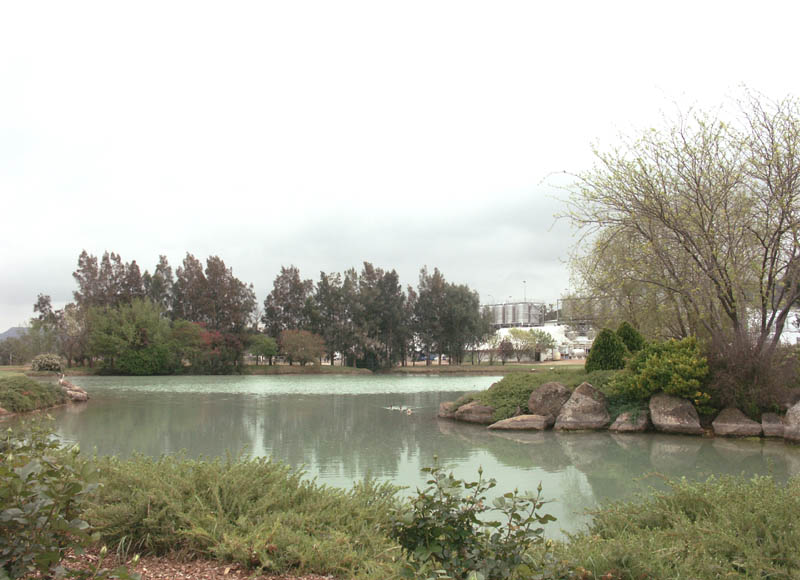 Gardens and a pond at Rosemount